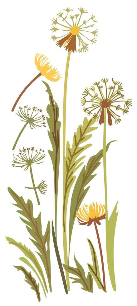 Dandelion flowers and leaves. isolated illustration vector