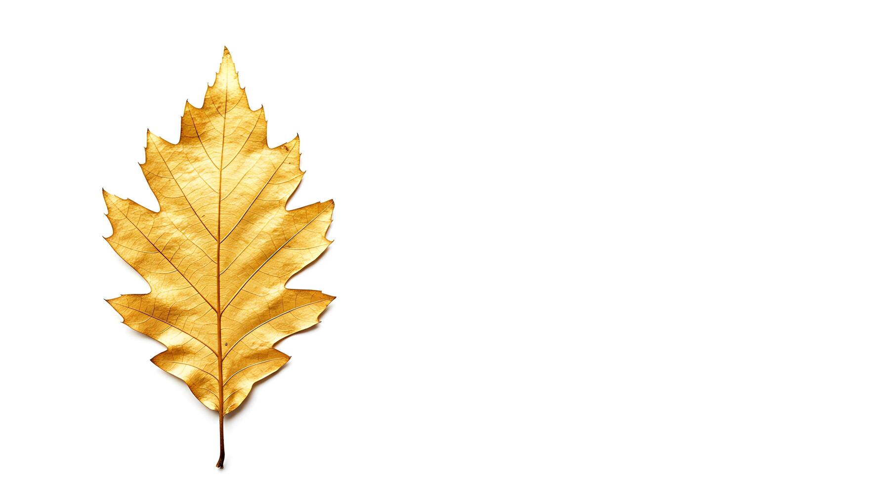 Golden leaf on white background photo