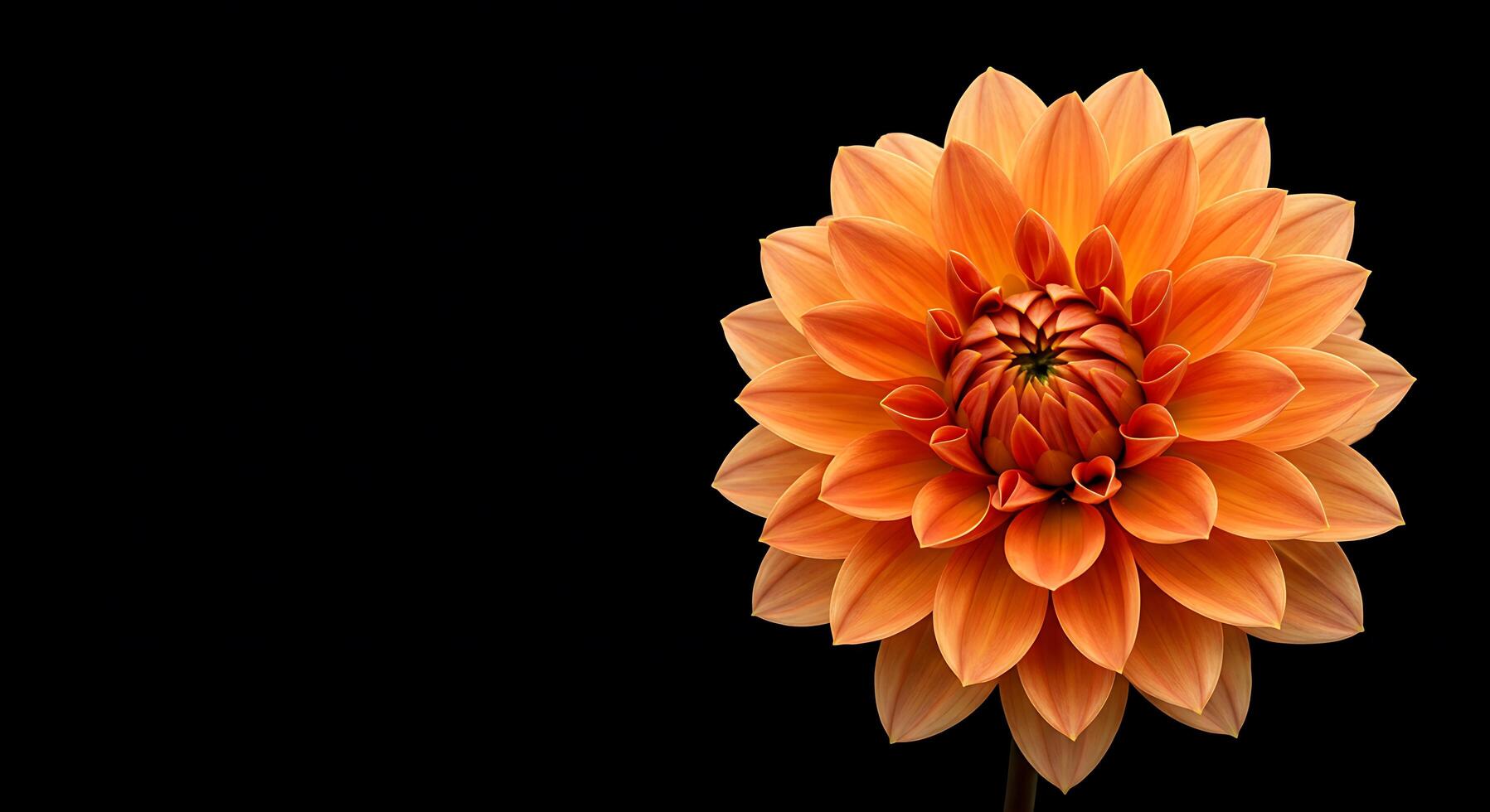 An orange flower is shown against a black background photo
