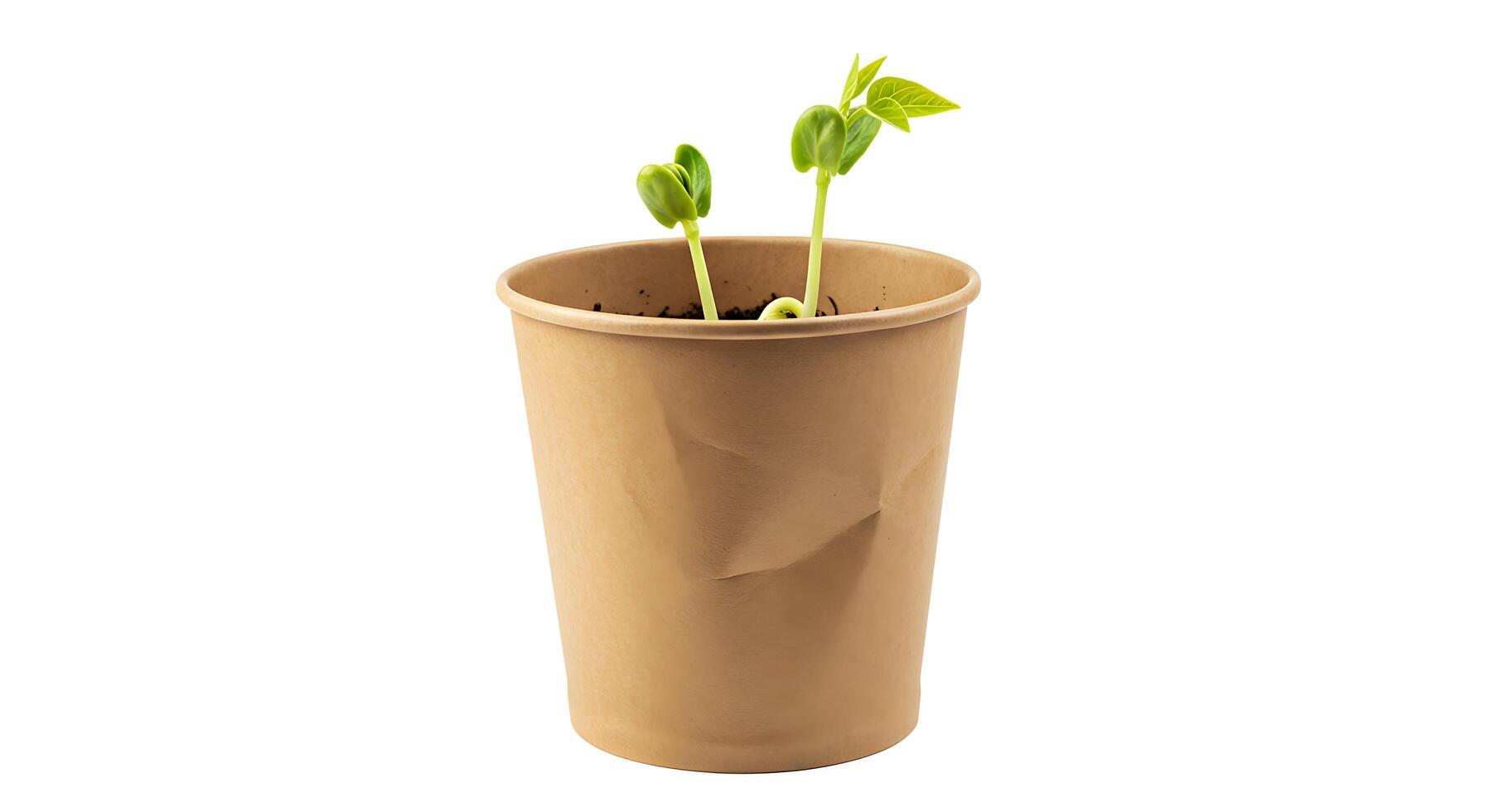 A plant growing in a paper cup photo