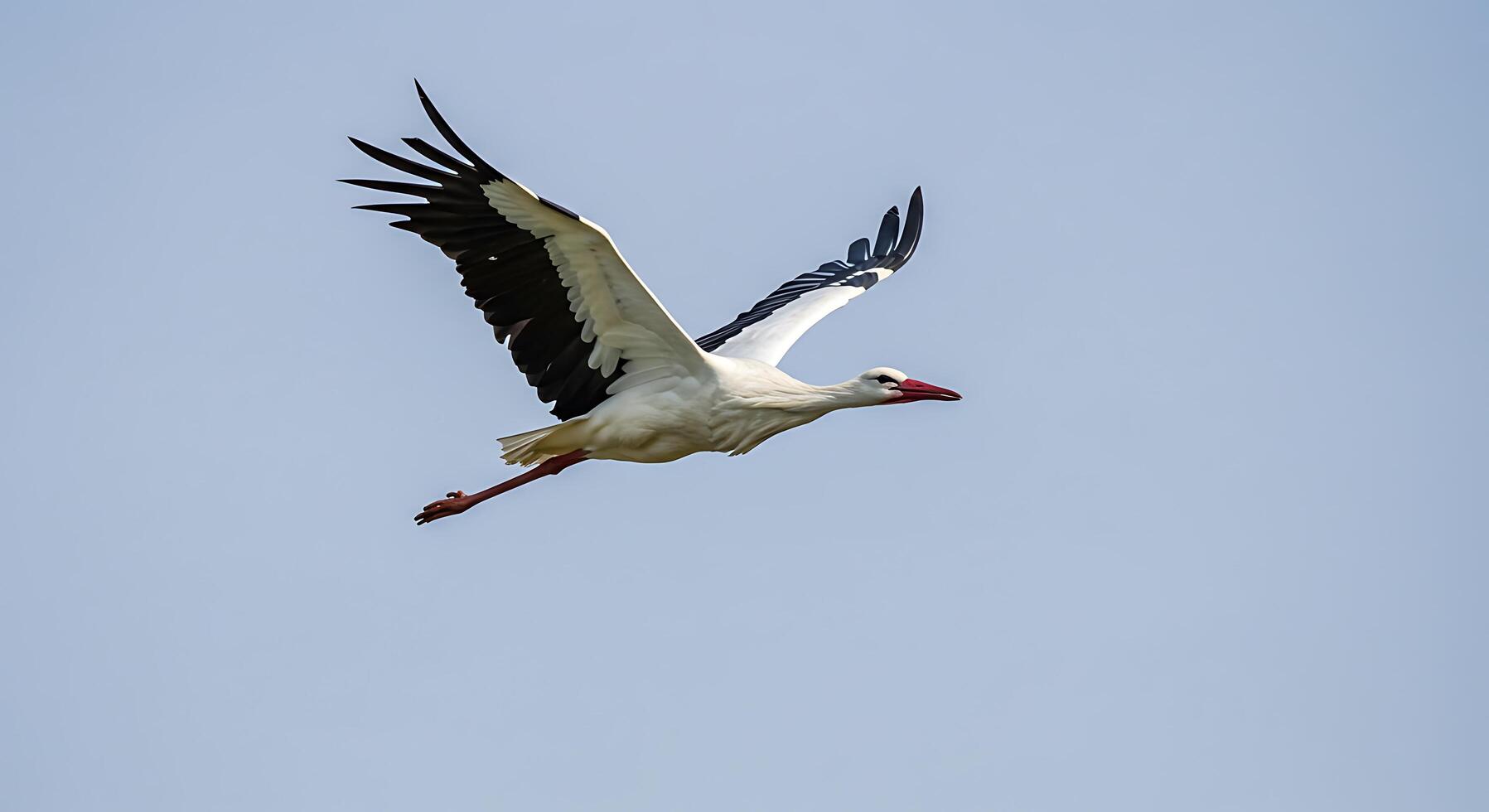 A white bird flying in the sky photo