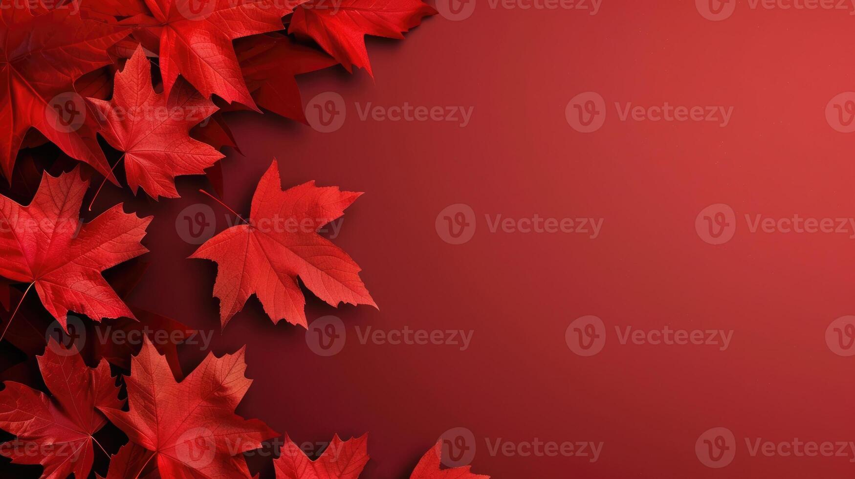 Victoria Day in Canada, red maple leaves, autumn red background, minimalism, horizontal banner, copy space, free space for text photo
