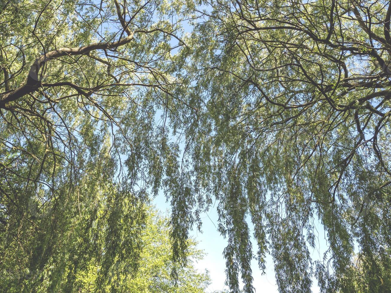 Looking up through the branches of weeping willow trees photo