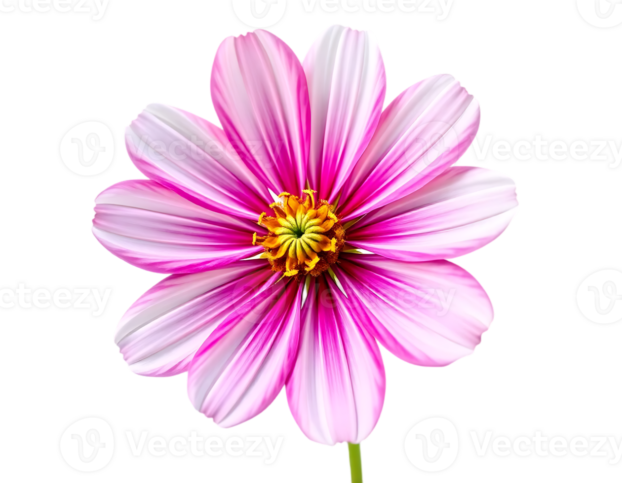 Vibrant Pink Cosmea Flower on Transparent Background png