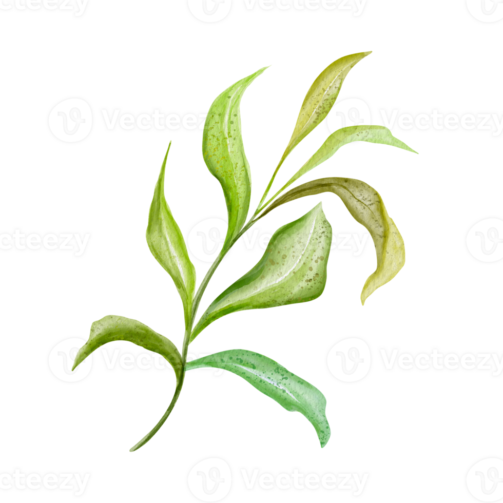 A watercolor illustration of a green leafy branch with soft textures and rounded leaves, arranged symmetrically along the stem. It evokes freshness, nature, and calmness in its simple beauty. png