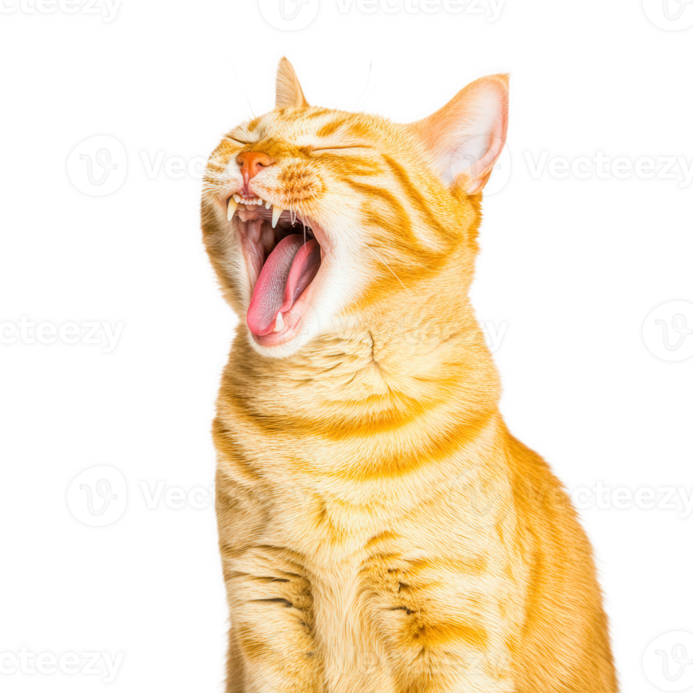An orange tabby cat yawning widely, showcasing its tongue and teeth in a close-up shot. png