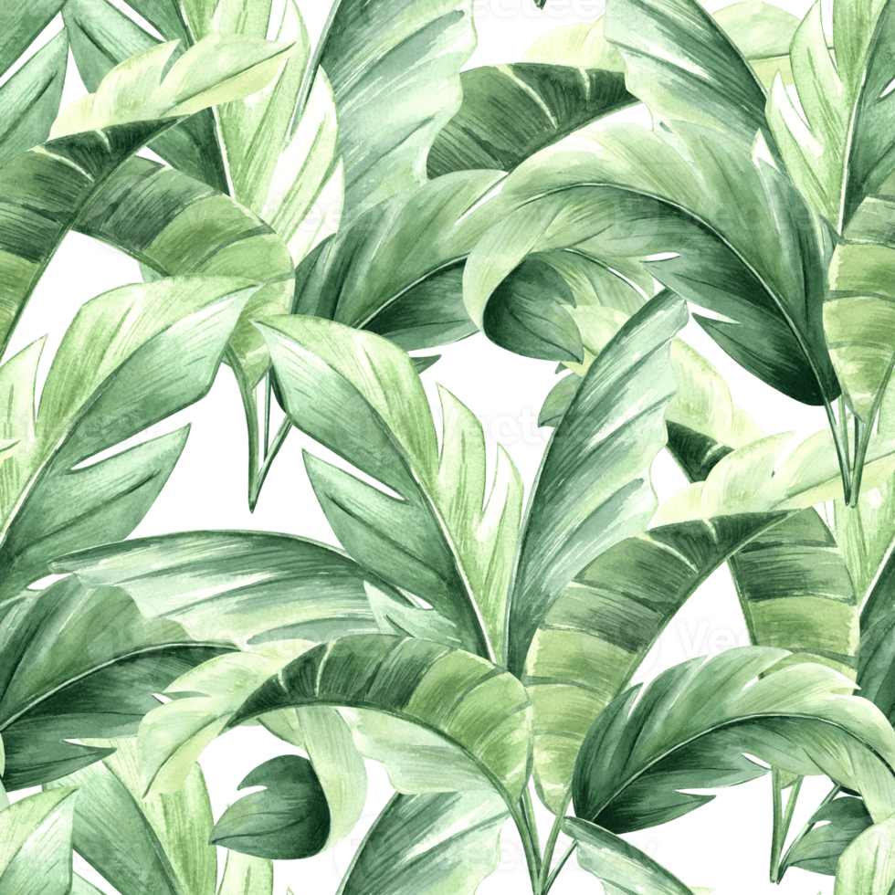 Tropical palm leaves watercolor seamless pattern for spring rainforest designs. Hand drawn botanical illustration with large jungle plants. Green background of lush banana foliage in realistic style. png