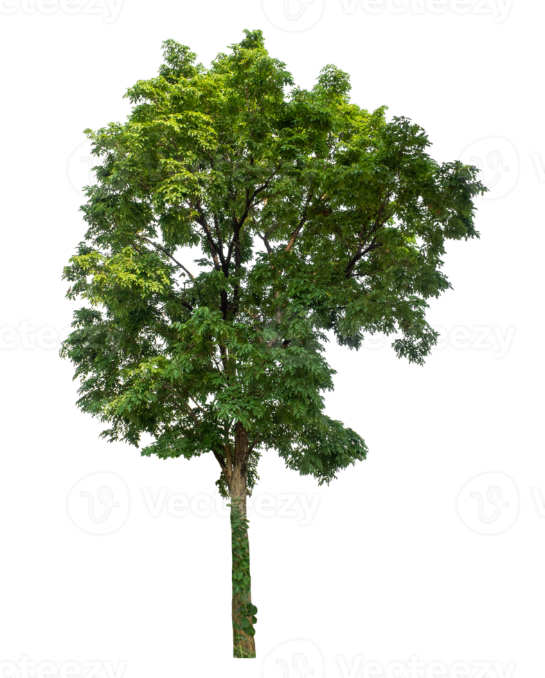 Isolated Single tree with clipping path and alpha channel on a transparent picture background, high resolution. png