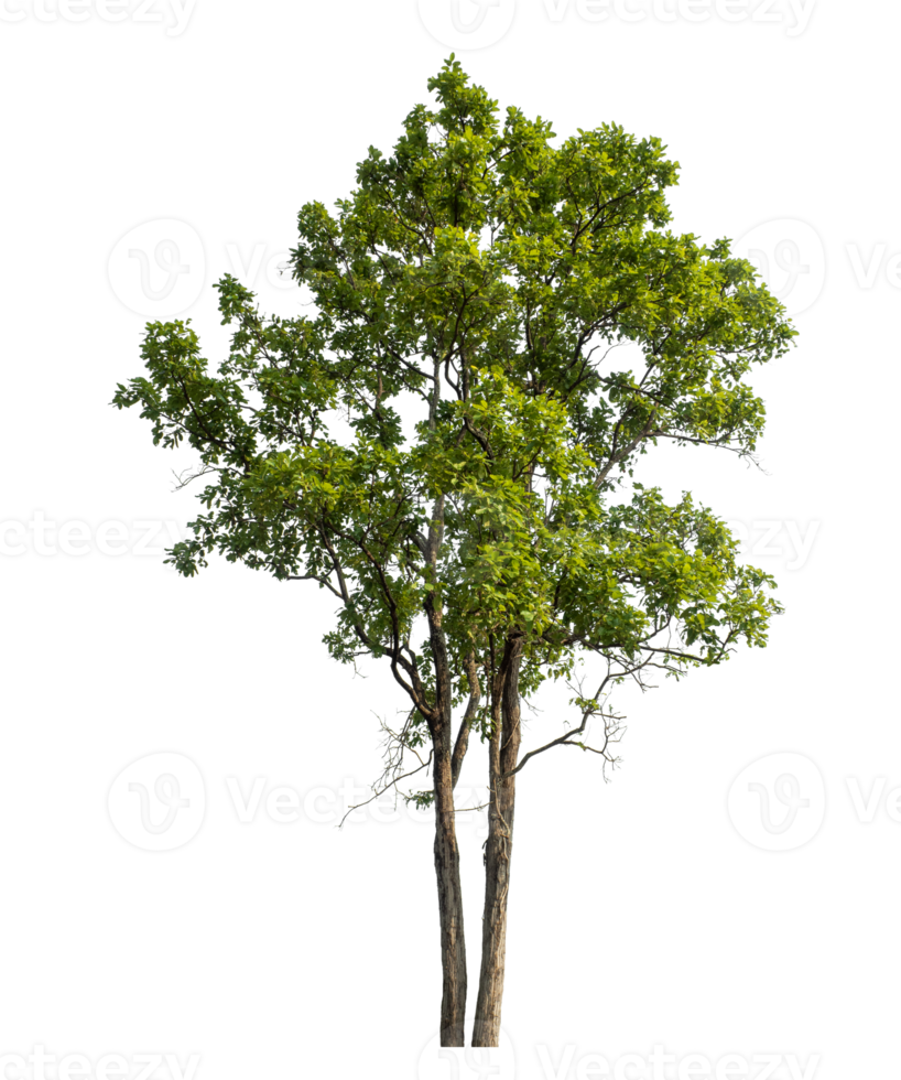 Green Trees isolated on white background. Tree and foliage in summer with cut path and alpha channel. high resolution. png