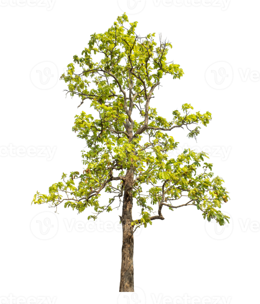 trees with clipping path and alpha channel on a transparent picture background, high resolution. png