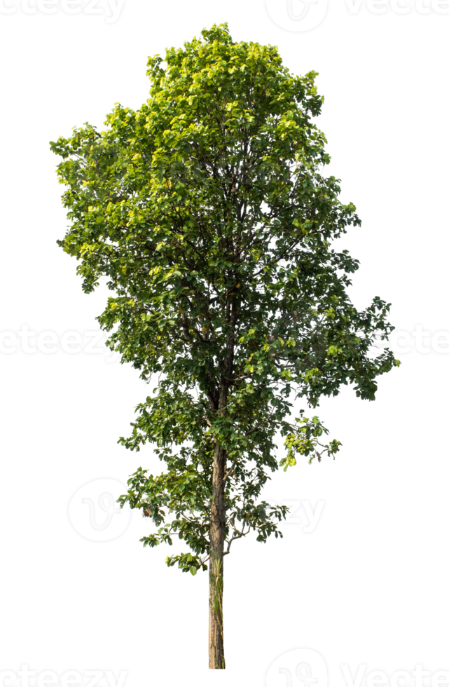 Real tree with green leaves, tree with clipping path and alpha channel on a transparent picture background, high resolution., png