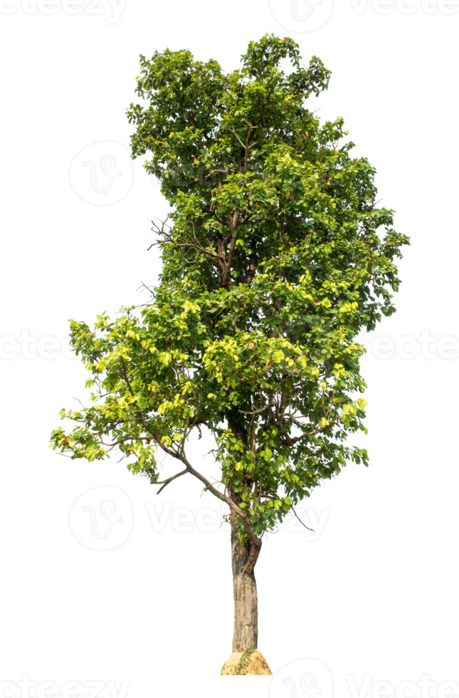 green tree isolated on transparent background with clipping path and alpha channel, high resolution png