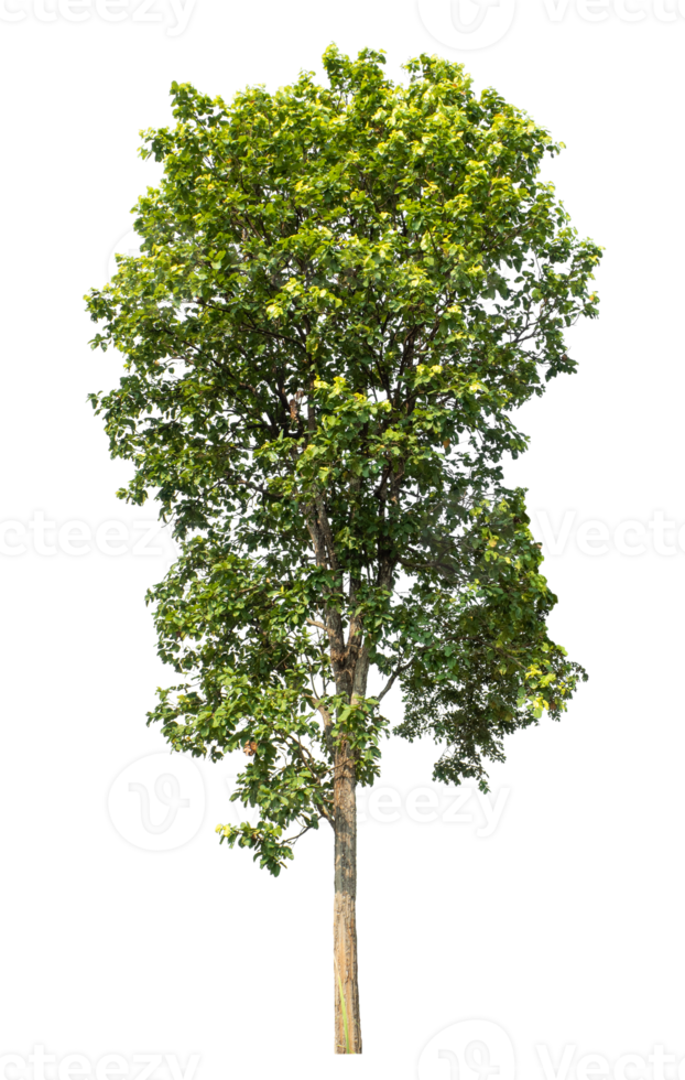 Isolated single tree with clipping path and alpha channel on a transparent background, high resolution. png