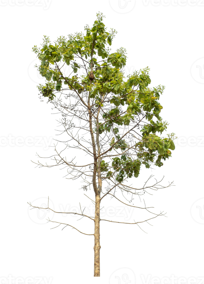 Isolated single tree with clipping path and alpha channel on a transparent picture background,high resolution. png