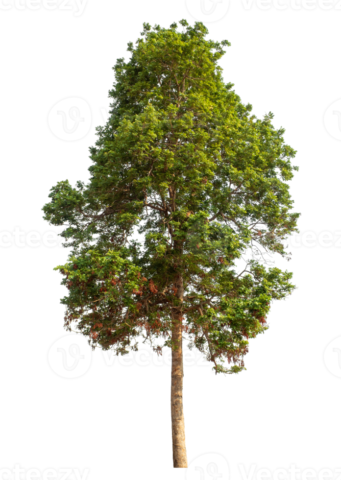 Trees Isolated on transparent Backgroundand foliage in summer with cut path and alpha channel, high resolution png