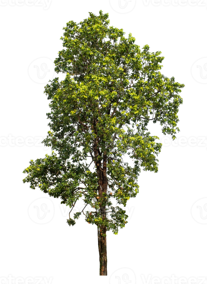 Single tree with clipping path and alpha channel on a transparent picture background, high resolution. png