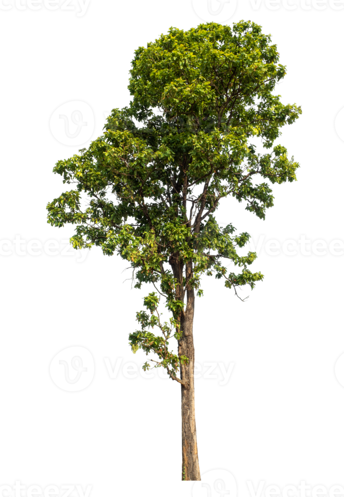 Tree with green leaves, tree on transparent background. high resolution. png