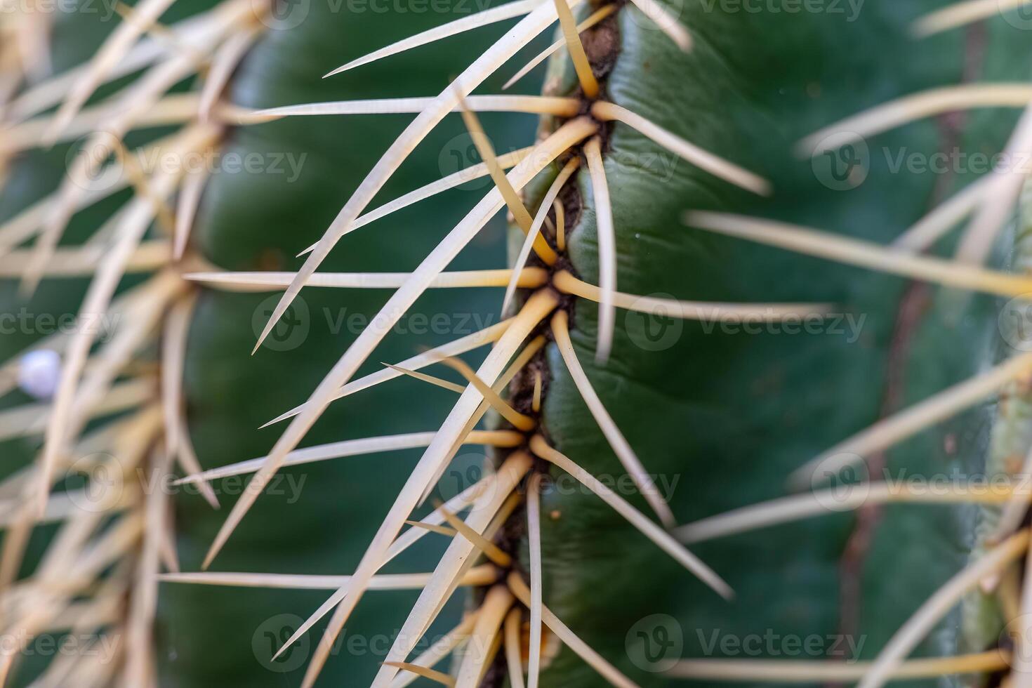 Close-up view of a cactus with sharp spines revealing nature's intricate defenses in a desert environment photo