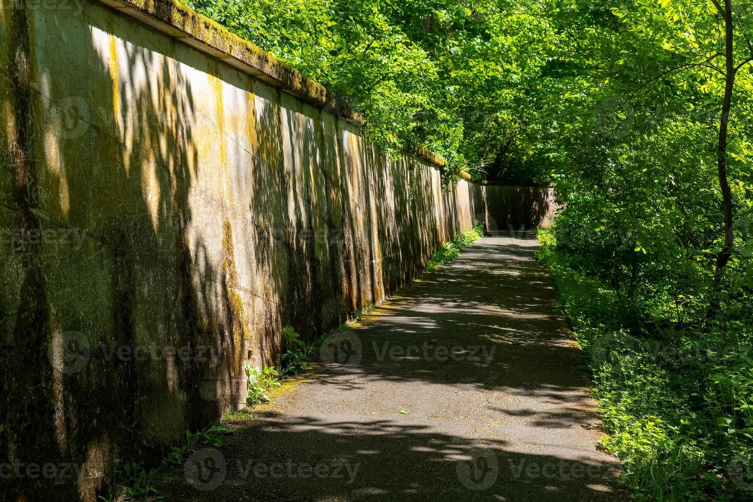 Green corridor enveloped by lush trees and a weathered stone wall inviting exploration in a tranquil setting photo