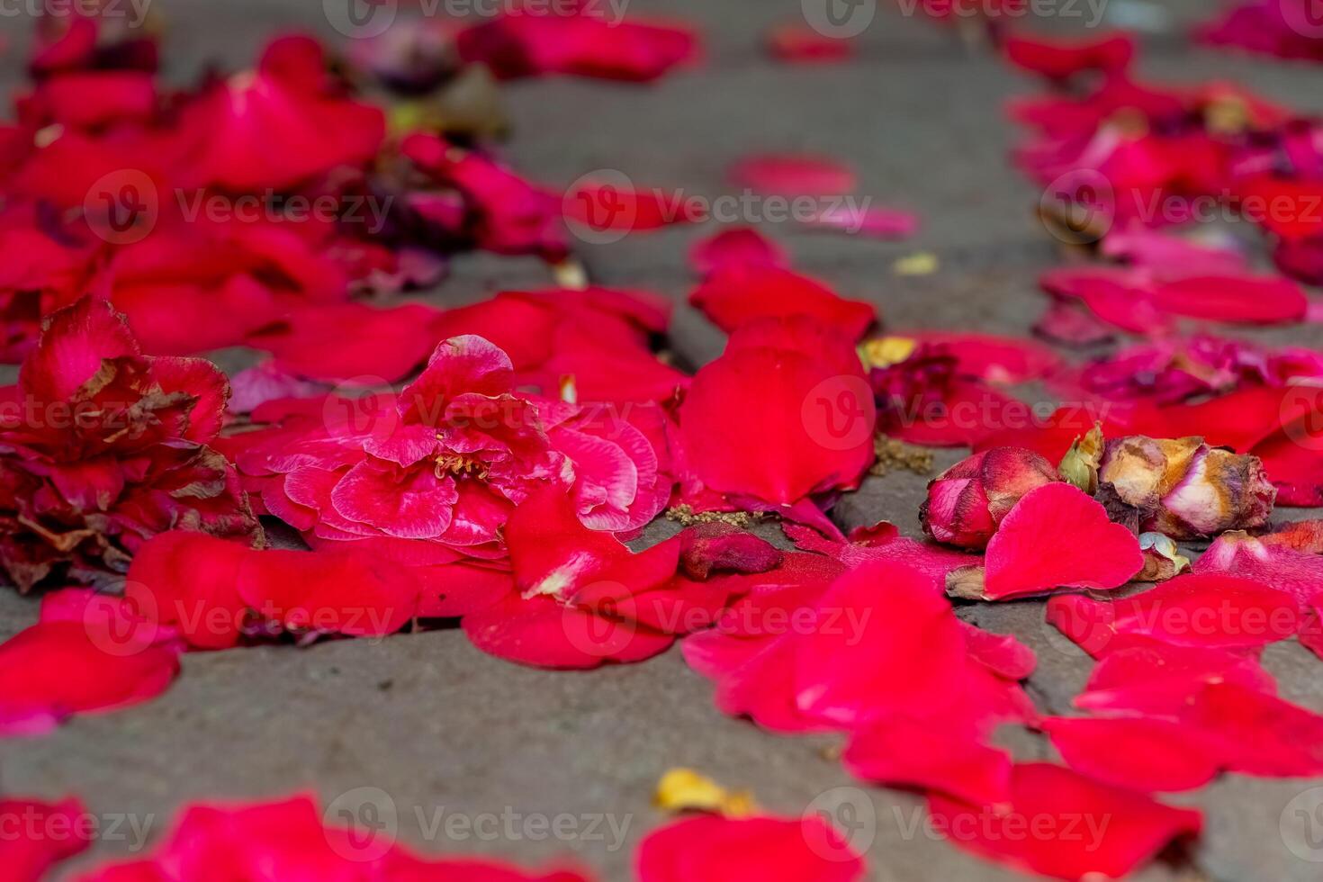 Vibrant rose petals create a colorful carpet on the ground, celebrating nature's beauty photo
