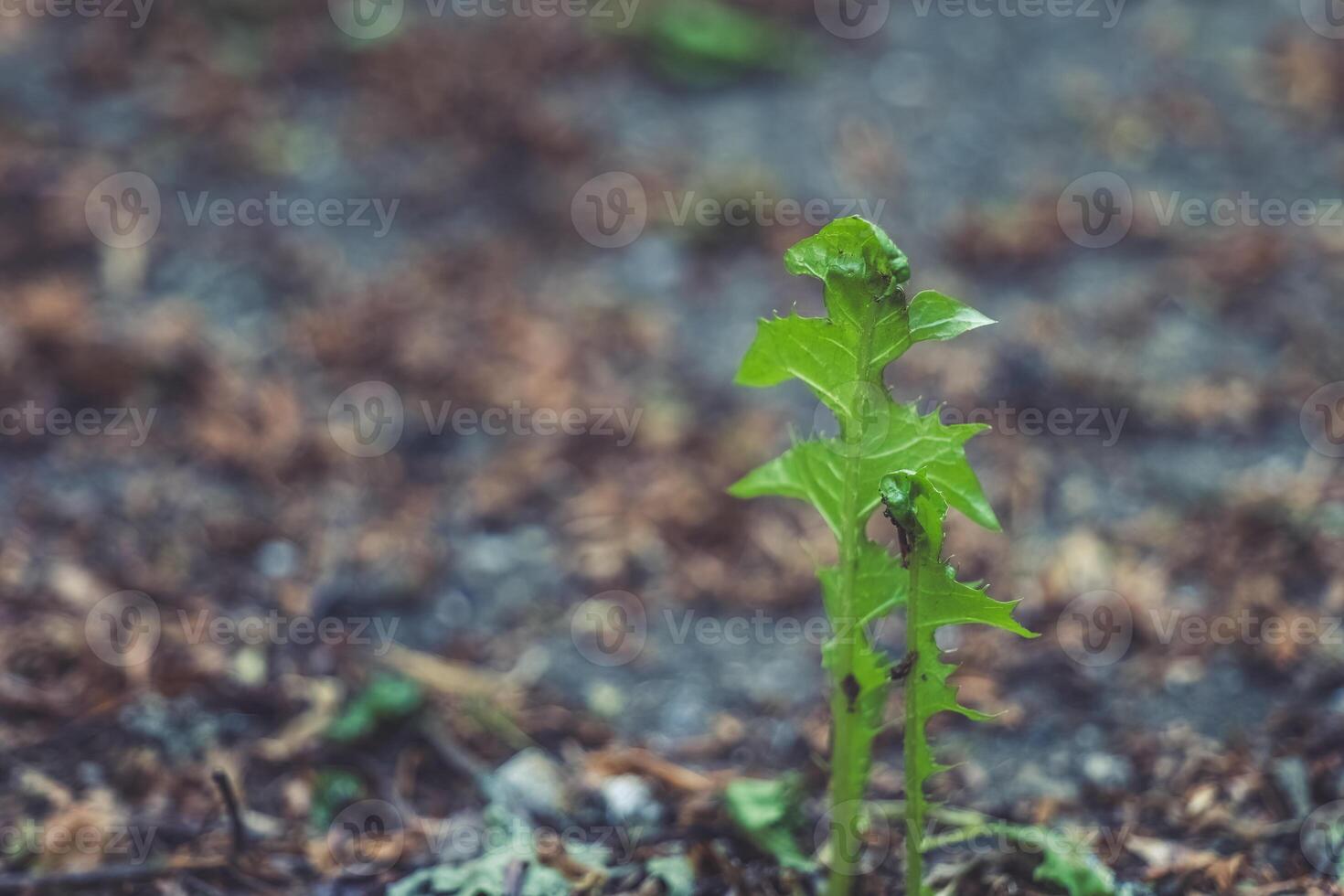 New life emerges from the soil, signaling the arrival of spring in a lush garden setting photo