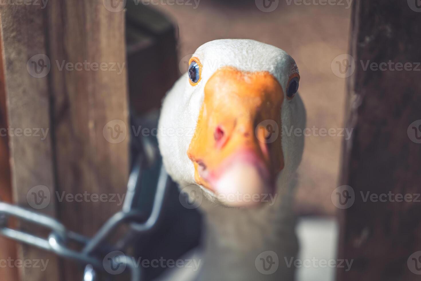 Curious goose peers through wooden gate in a serene farm setting during bright daylight photo