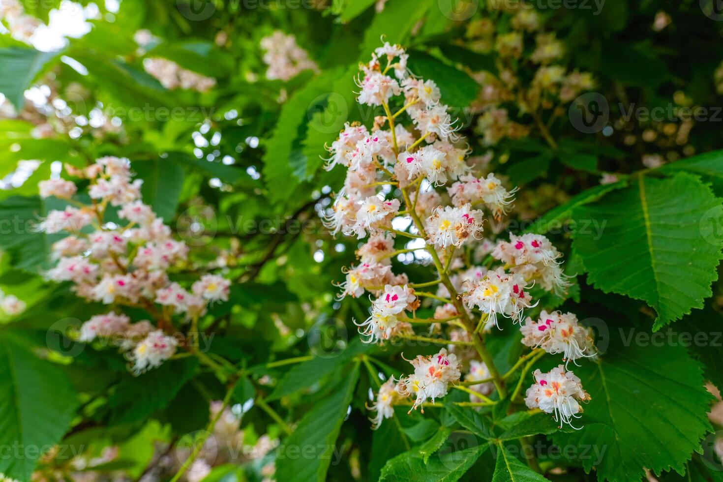 Blossoming chestnut trees create a delicate and enchanting display of flowers in a tranquil garden setting during springtime photo