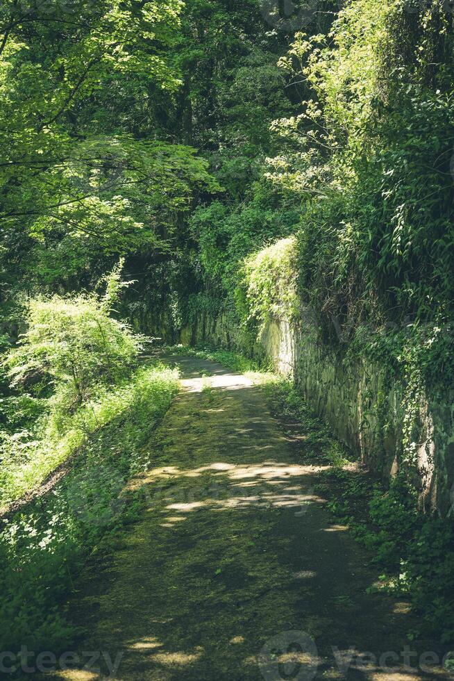 Lush green pathway invites wanderers through a serene forest landscape on a sunny afternoon photo