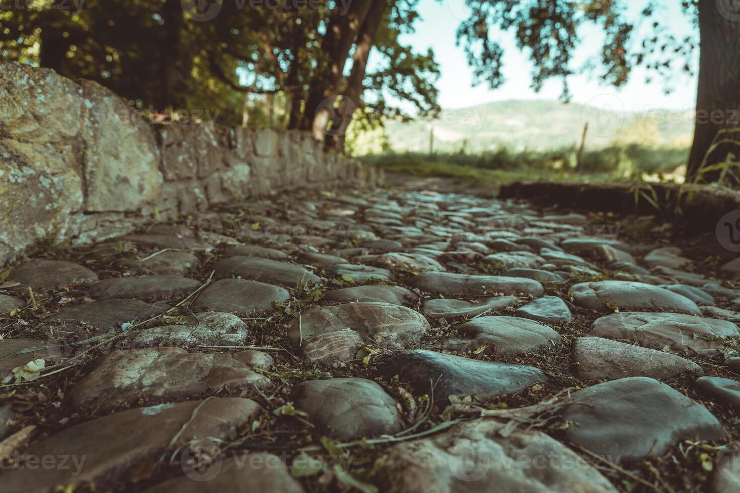 Cobblestone pathway winds through lush greenery under a clear blue sky in a tranquil countryside setting photo