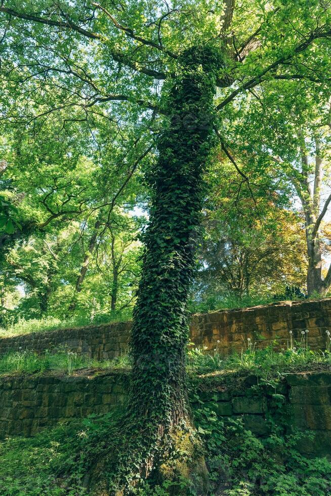 Lush greenery entwines a majestic tree in a tranquil forest oasis during a sunlit afternoon photo