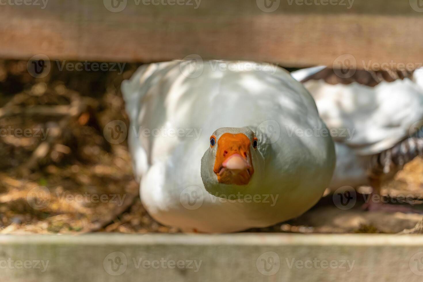 Curious goose peeks through wooden fence in a sunlit farmyard during a warm afternoon in early spring photo