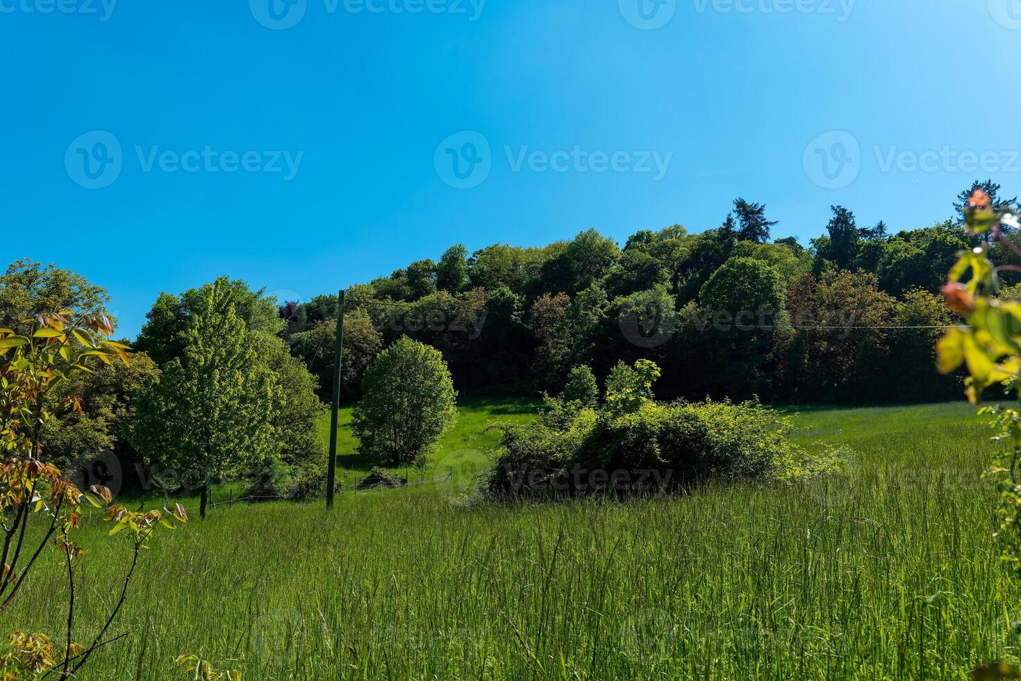 Vibrant green landscape under a clear blue sky showcasing nature's tranquility in springtime splendor photo
