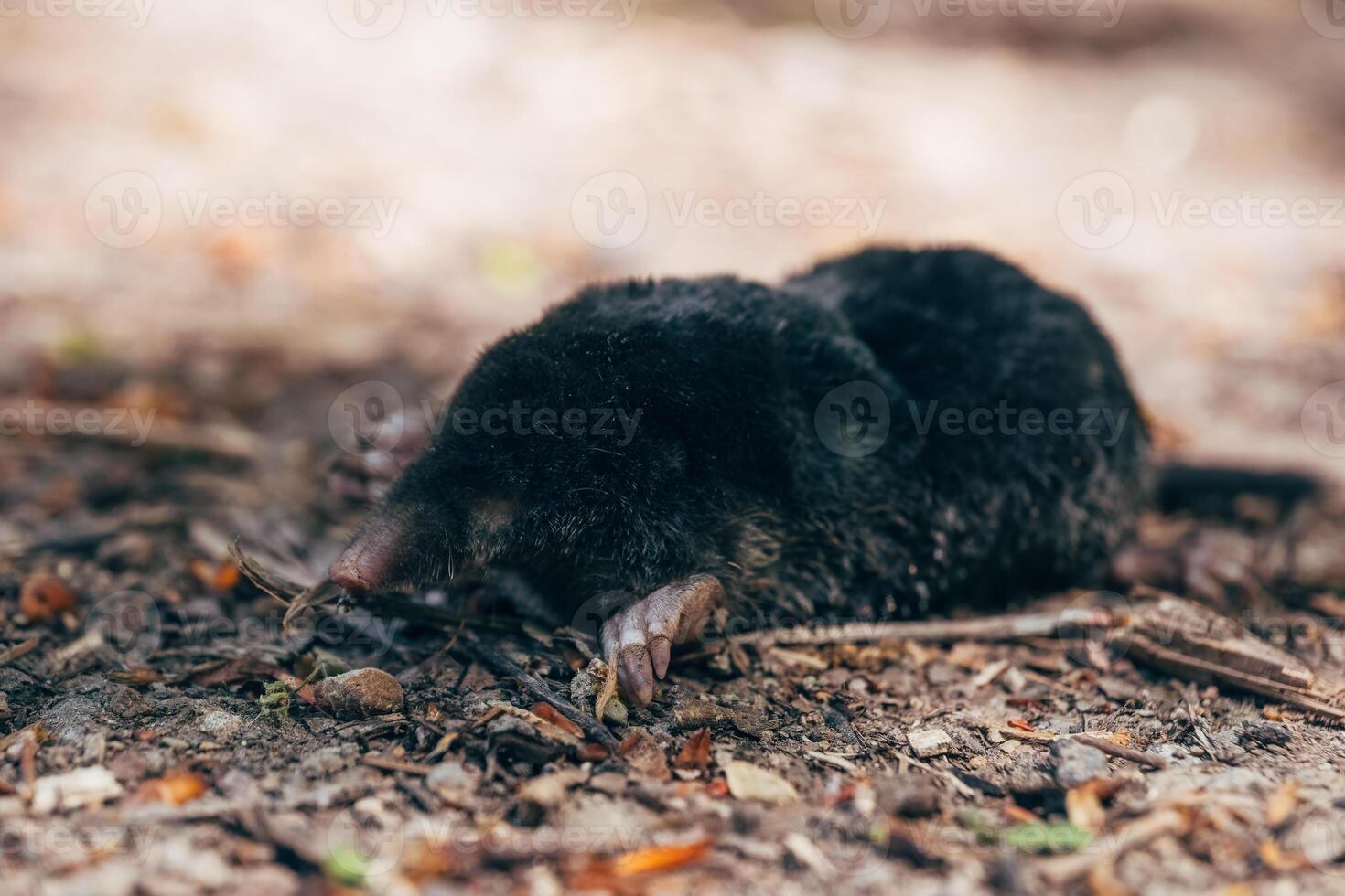 Curious small creature exploring the earthy ground in a tranquil forest setting during midday light photo