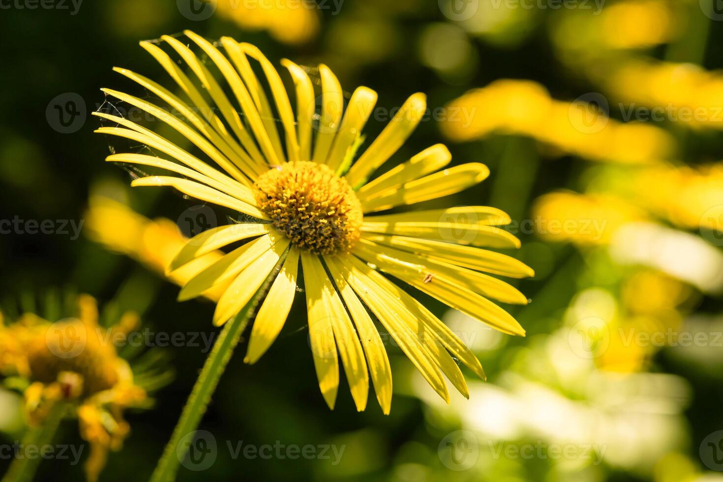 Bright yellow flower sways gently in a sunlit garden, surrounded by blooming flora in a tapestry of vibrant colors photo