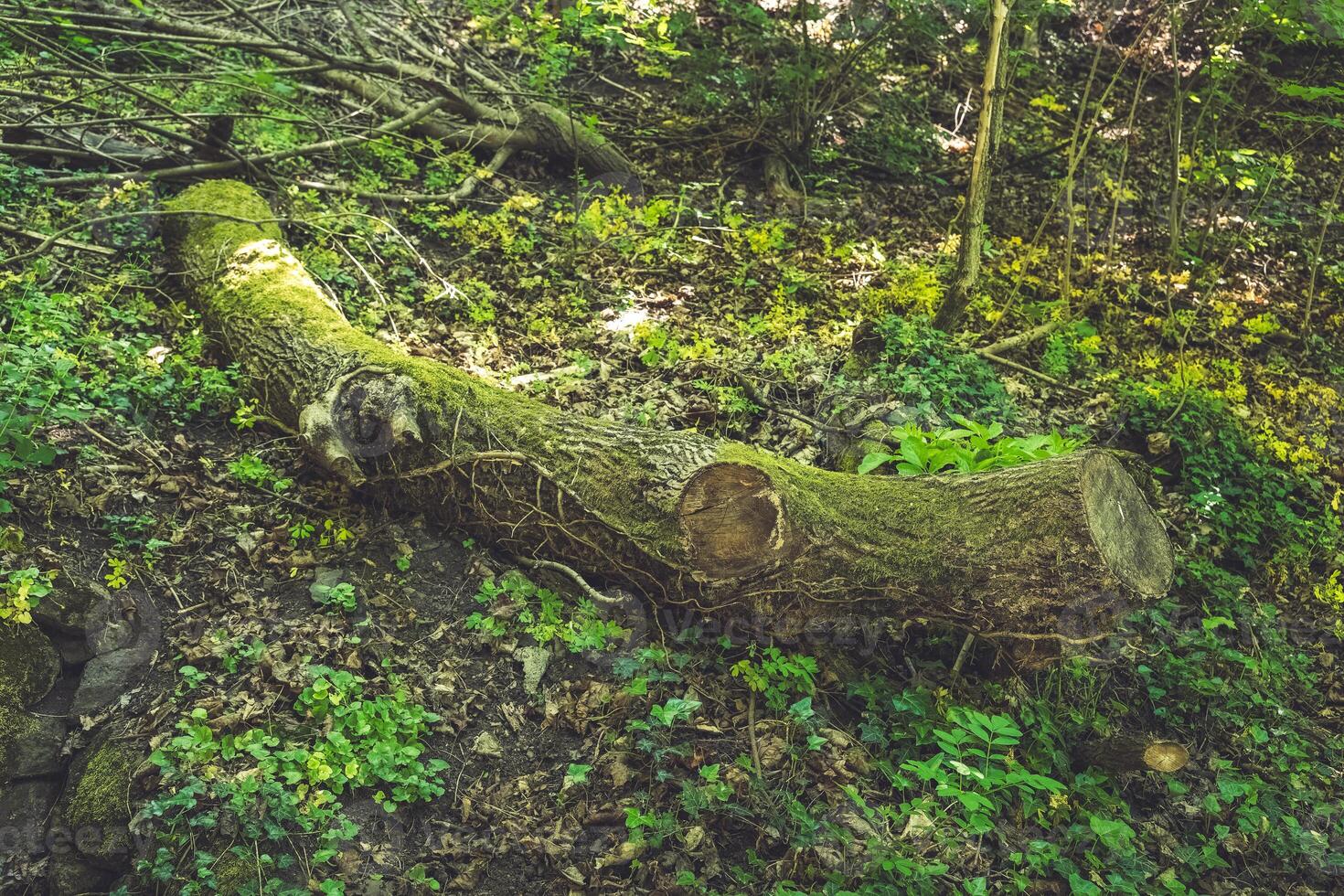 Exploring the tranquil forest floor where nature reclaims fallen trees amidst lush greenery in springtime photo