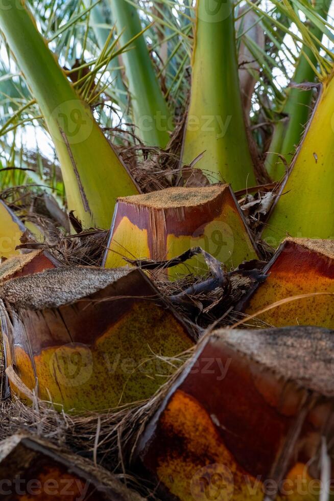 Vibrant close-up of palm tree trunks showcasing rich colors and textures in a lush tropical setting photo