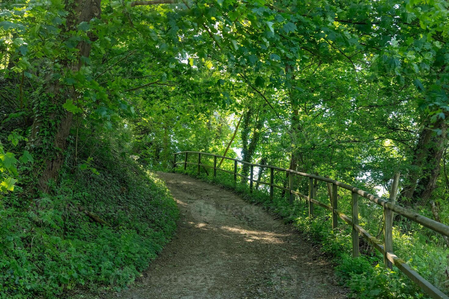 Embracing nature's tranquility on a winding forest path illuminated by soft sunlight filtering through lush green leaves photo