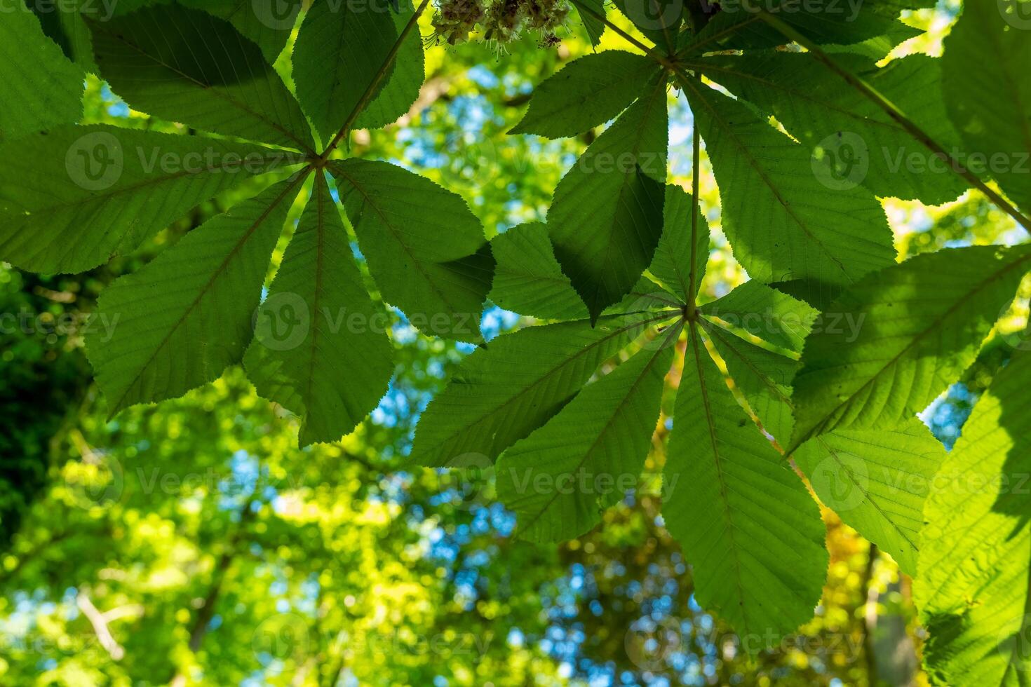 Sunlight filters through vibrant green leaves in a tranquil forest during the calm afternoons of early summer photo