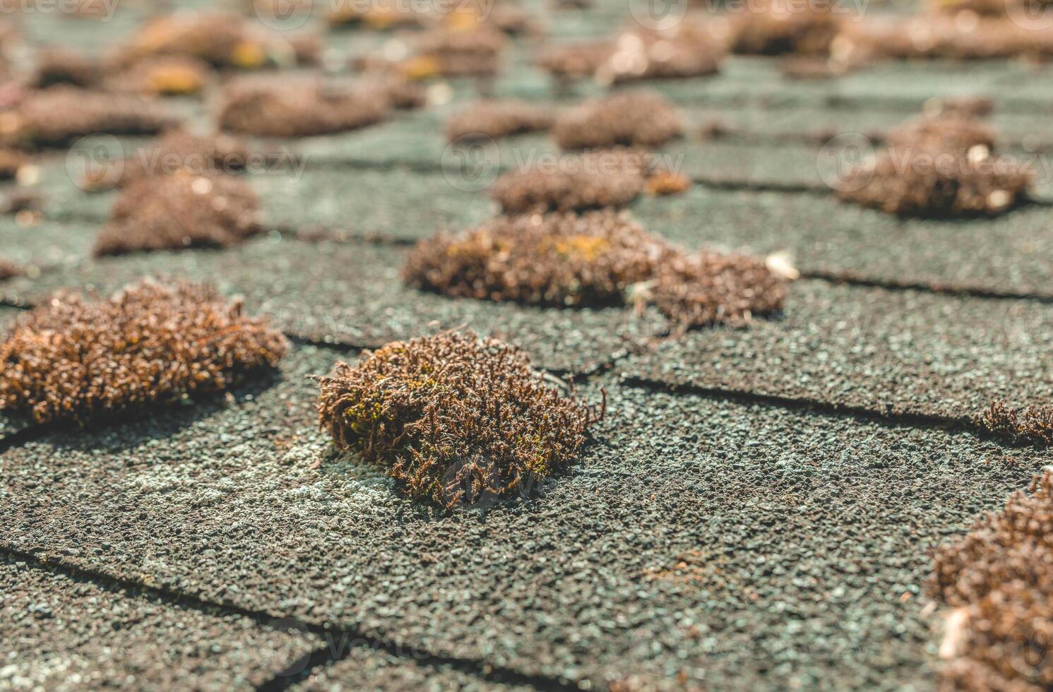 Moss and foliage thrive on an aged rooftop under the warm sun in a quiet suburban neighborhood, highlighting nature's resilience photo