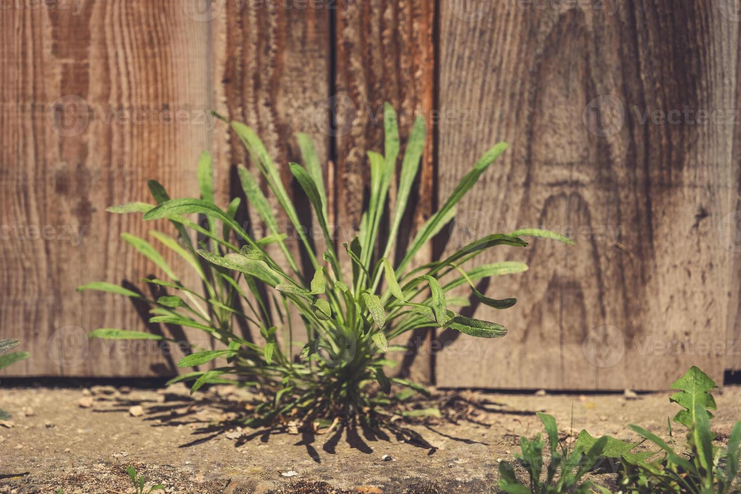 Nature's resilience manifests as green life thriving against wooden backdrop in warm sunlight photo