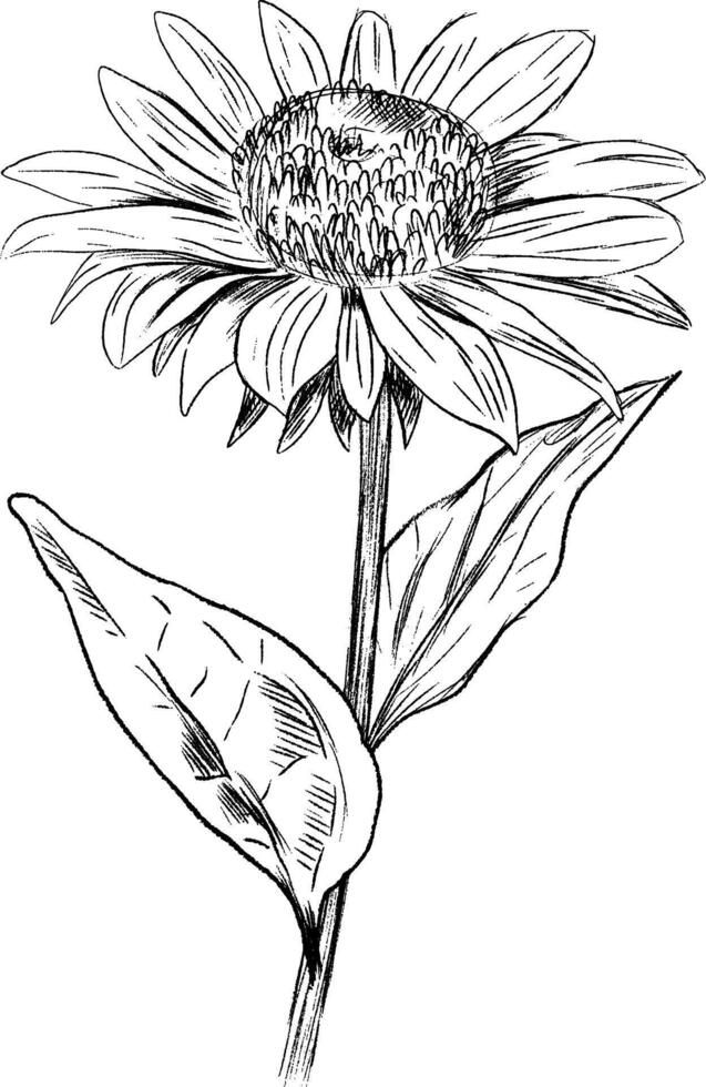 Highly detailed sunflower along with its leaves vector