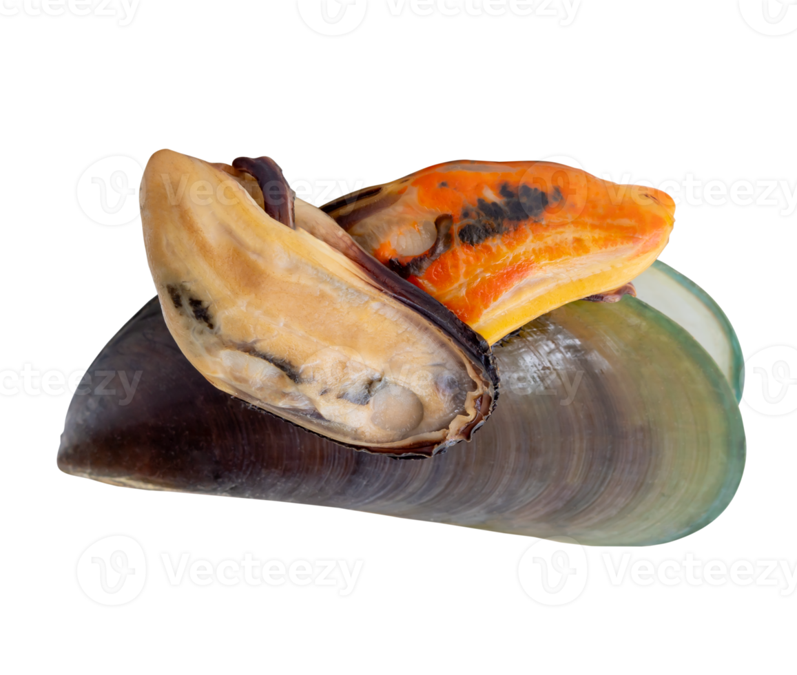 Steamed green mussels in green mussels meat in stack isolated in file format png