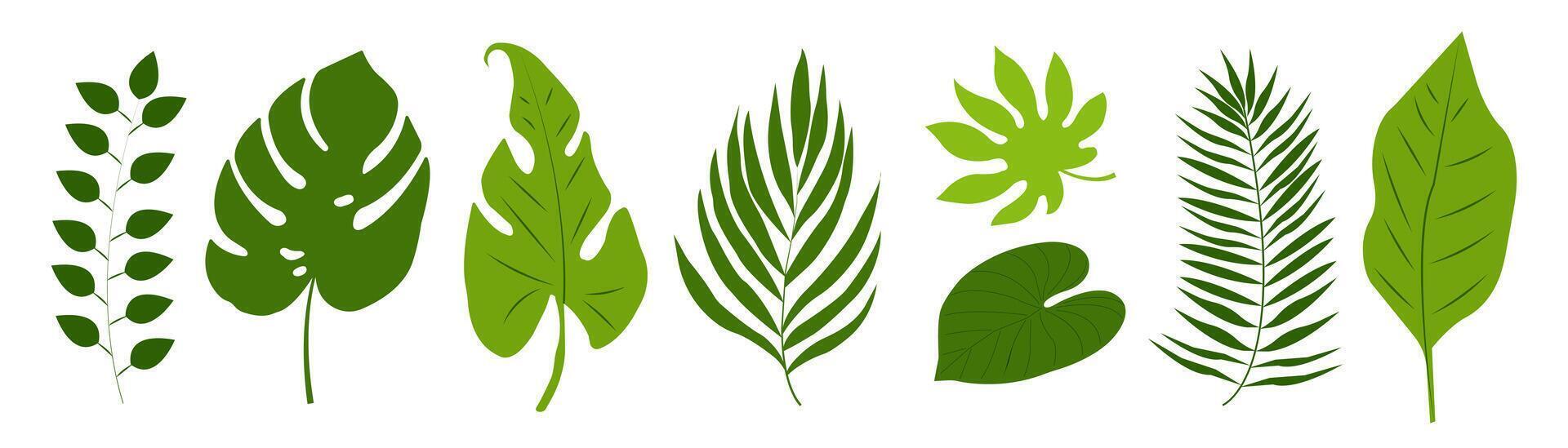 Tropical Floral Flat Leaf, Branches, palm, Leaves. Tropical green leaves on white Background. Summer hawaiian Plant Elements. Illustration Jungle Icon for Summer Travel Banner, Invitation Party vector
