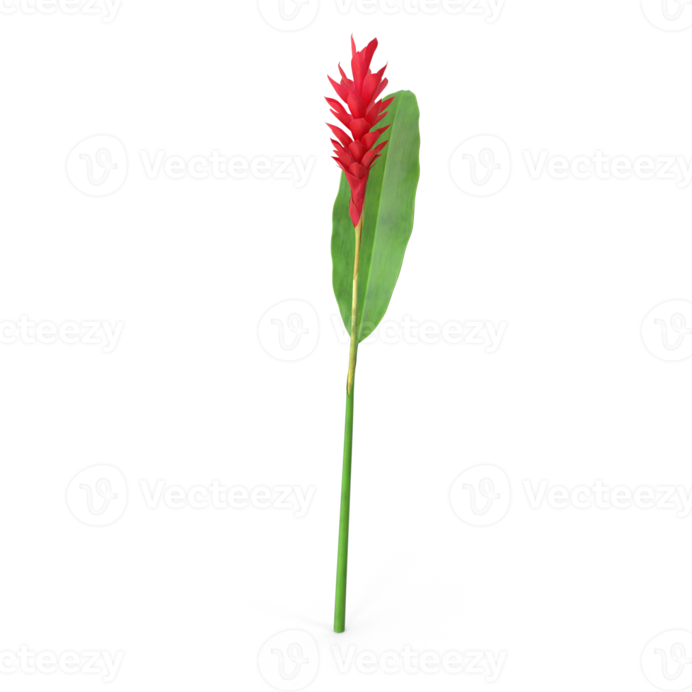 Red ginger isolated on transparent background. png