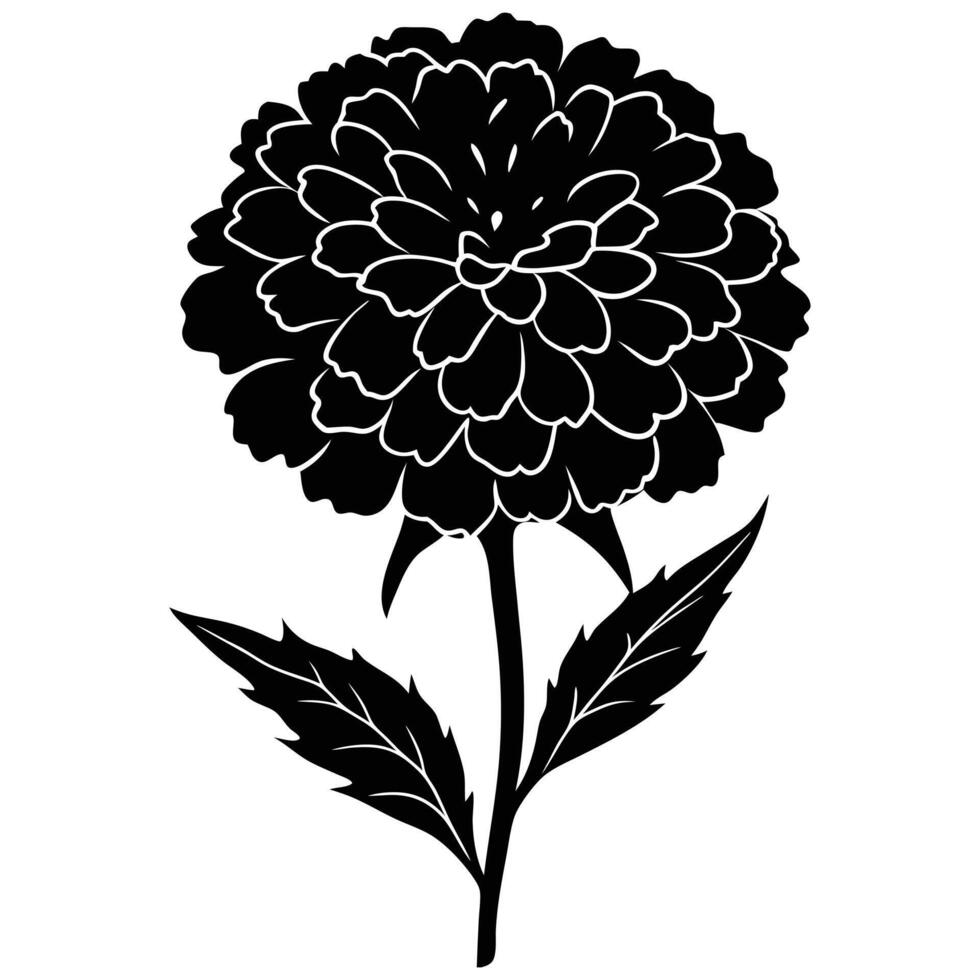 Marigold Silhouette On White Background vector