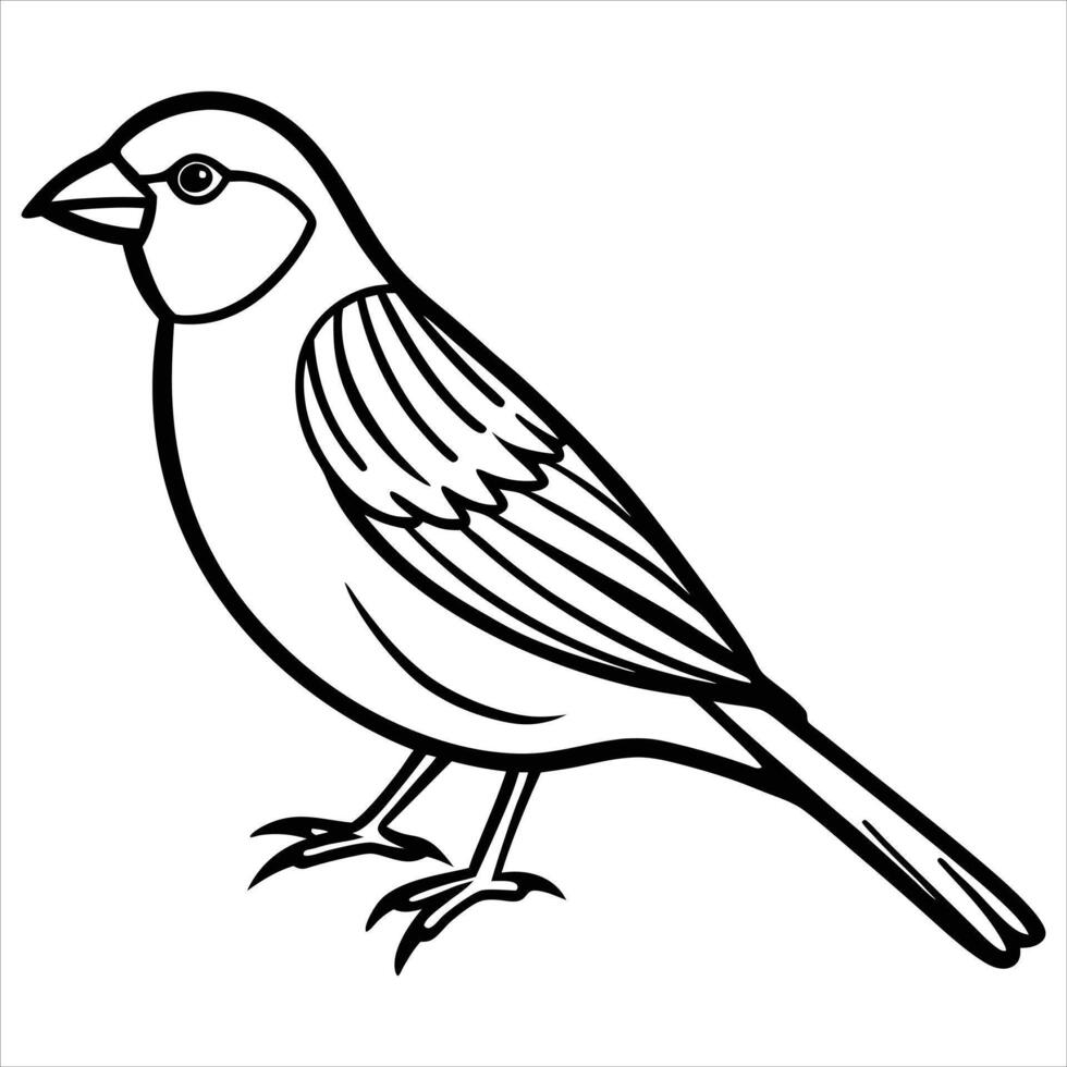 Finch On White Background vector
