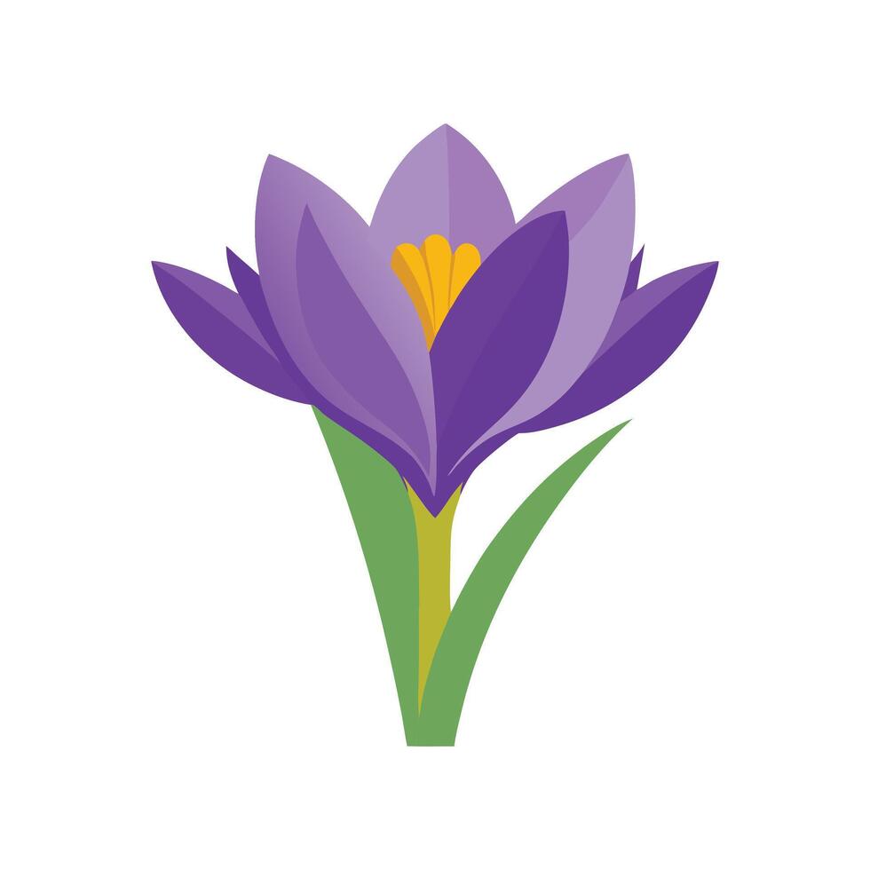 Crocus Flower on White Background vector