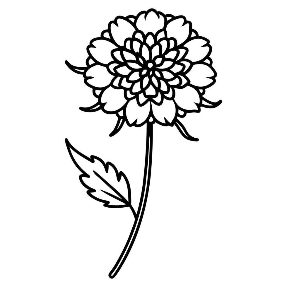 Scabies Flower On White Background vector
