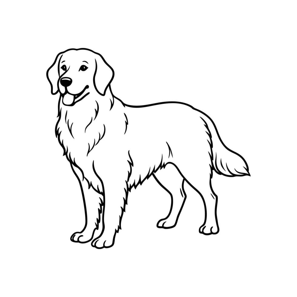 Golden Retriever On White Background vector