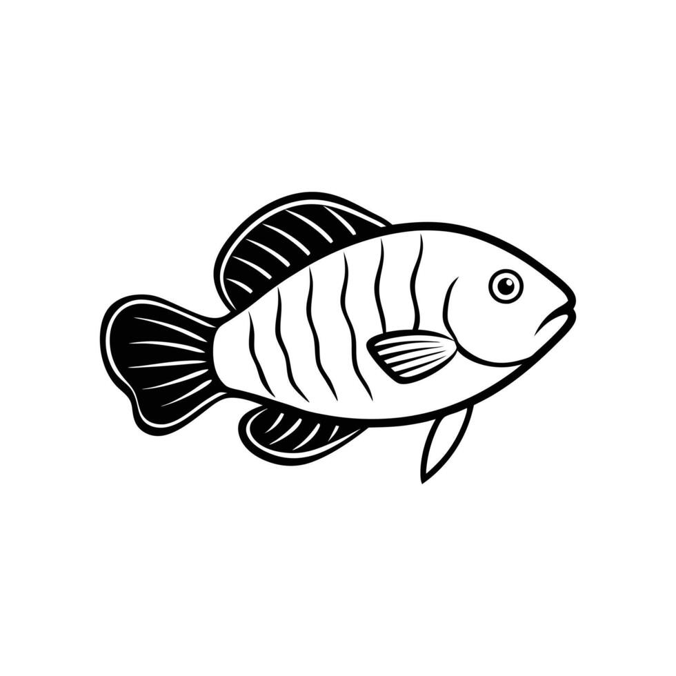 Gourami On White Background vector